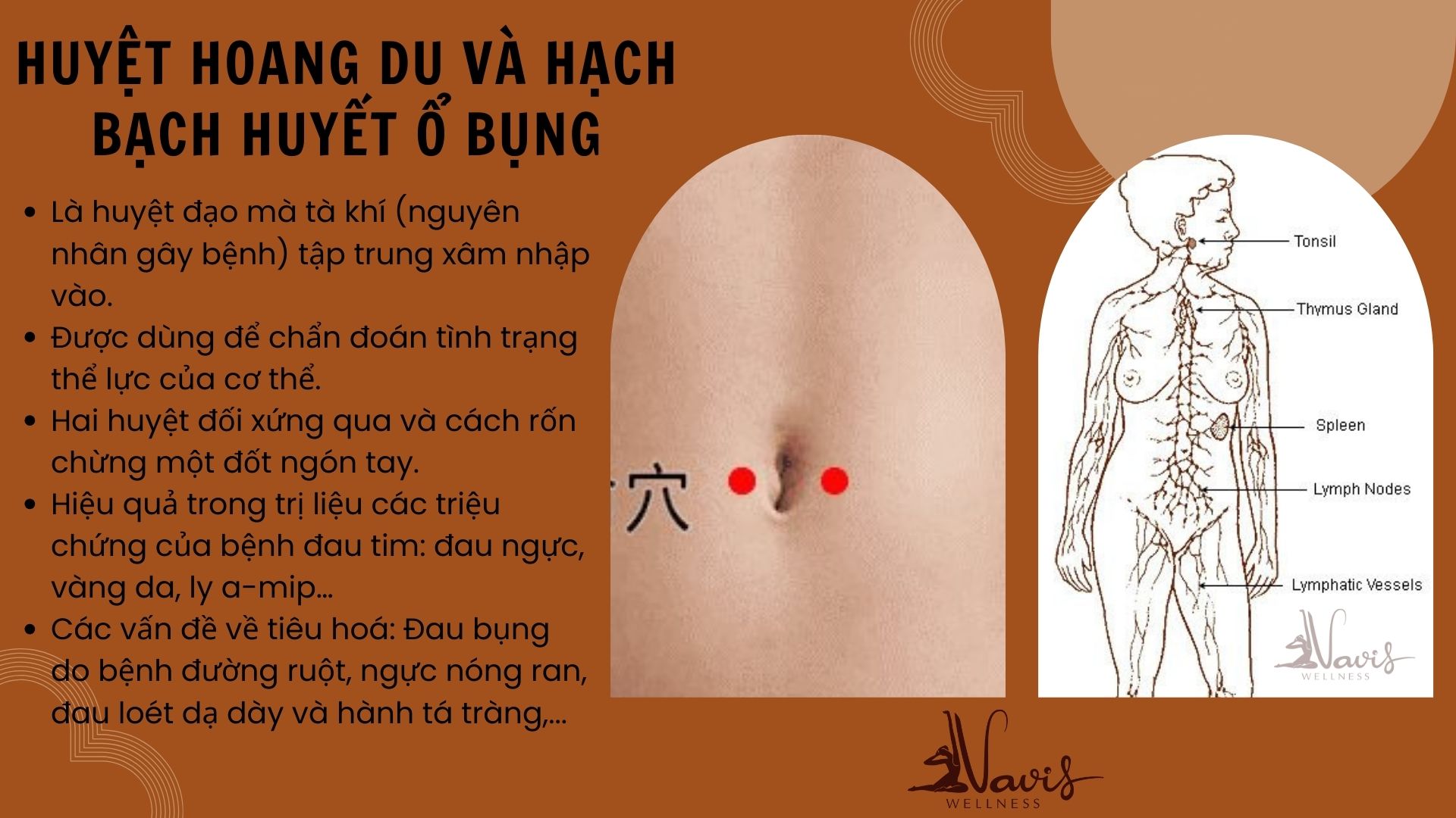 HUYỆT HOANG DU VÀ HẠCH BẠCH HUYẾT VÙNG Ổ BỤNG