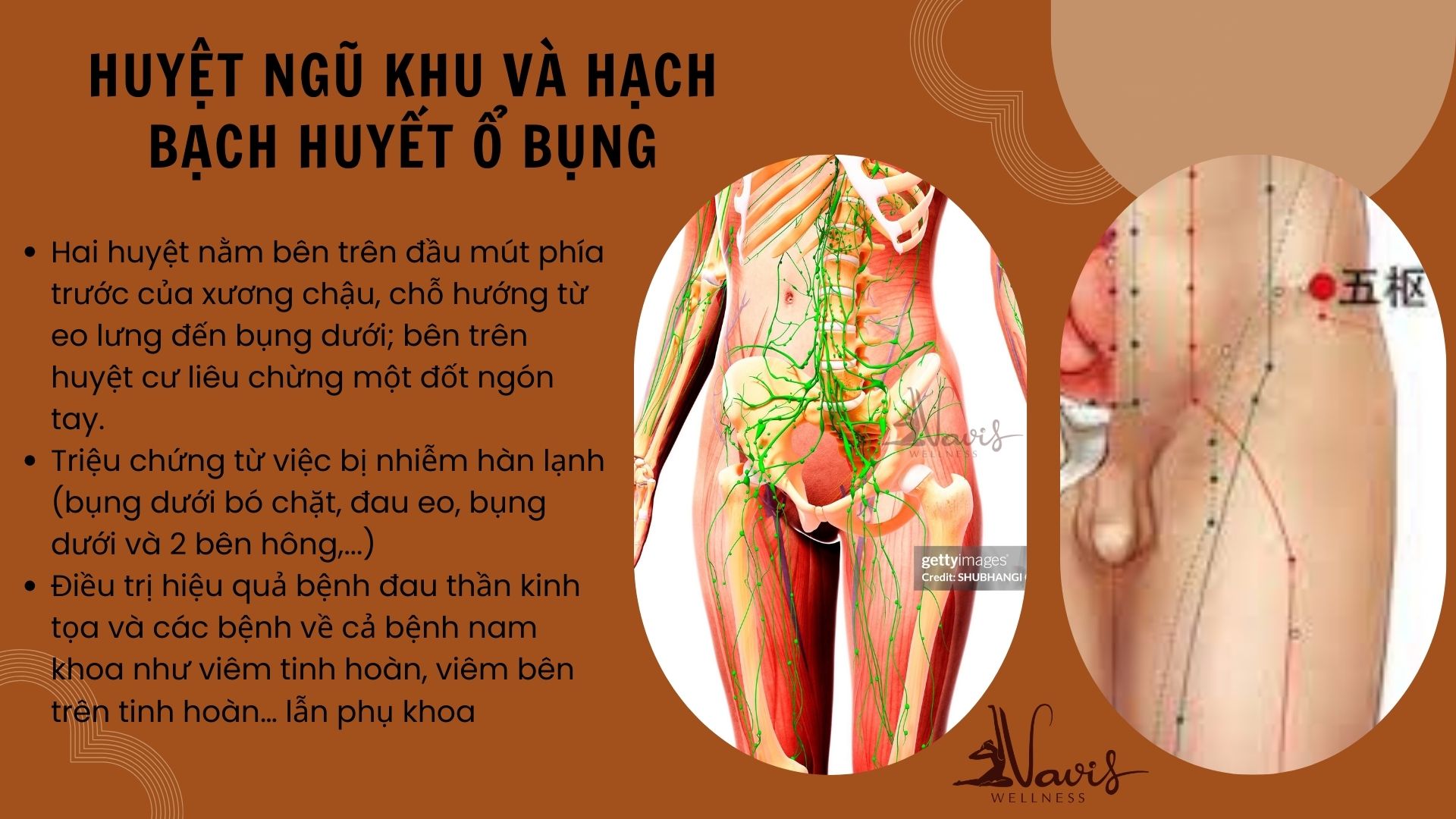 HUYỆT NGŨ KHU VÀ HẠCH BẠCH HUYẾT VÙNG Ổ BỤNG